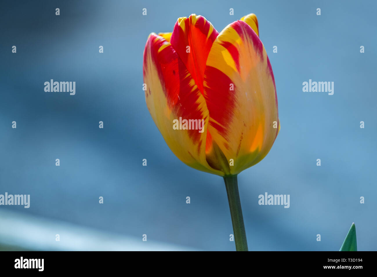 Einzelne gelbe und rote Tulpe in den Garten mit Soft Focus Hintergrund. Stockfoto