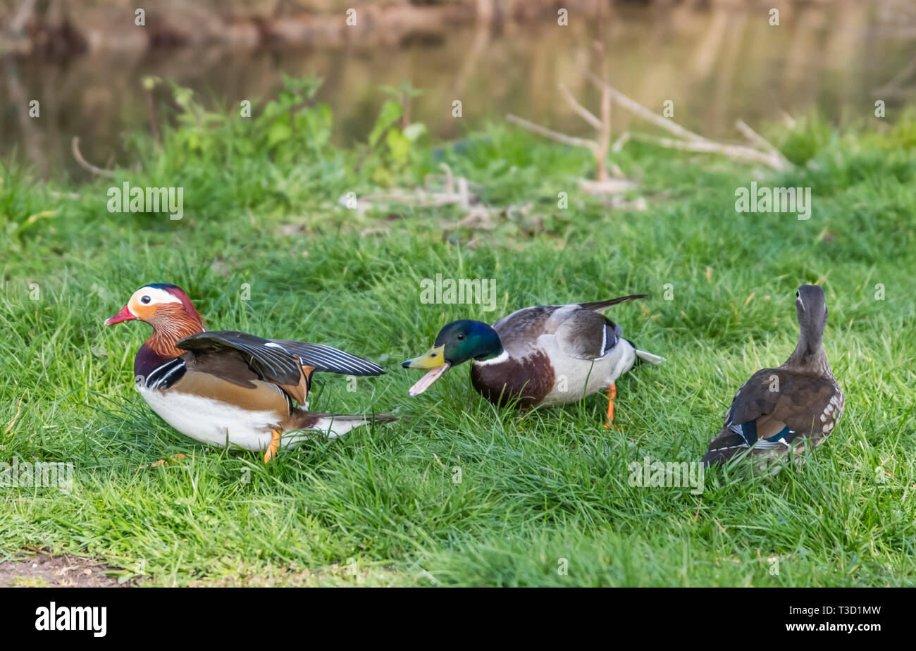 Wildlife Konfrontation zwischen einer Stockente und eine Mandarinente im Frühjahr in West Sussex, UK. Stockfoto