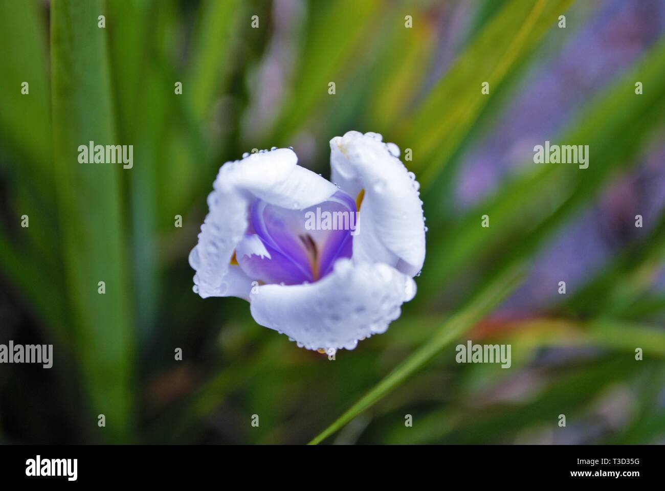 Nahaufnahme eines weißen Lila und Gelb Iris Blütenknospe blühen in der Regen Stockfoto