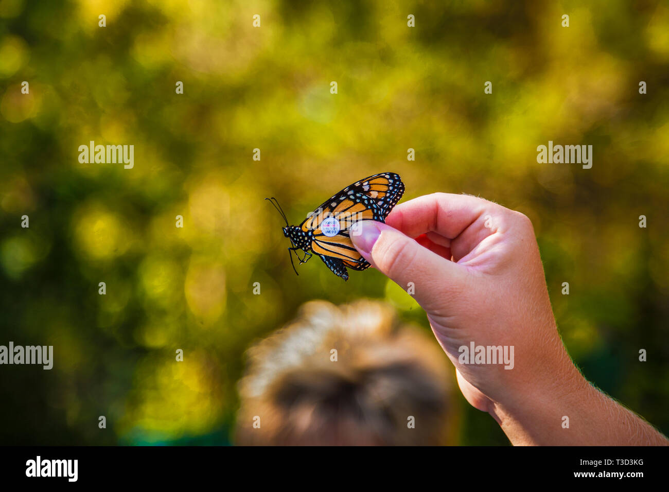 Tagging Monarch butterfly mit ID für ein wandernder Projekt, Cape May County, New Jersey, USA Stockfoto