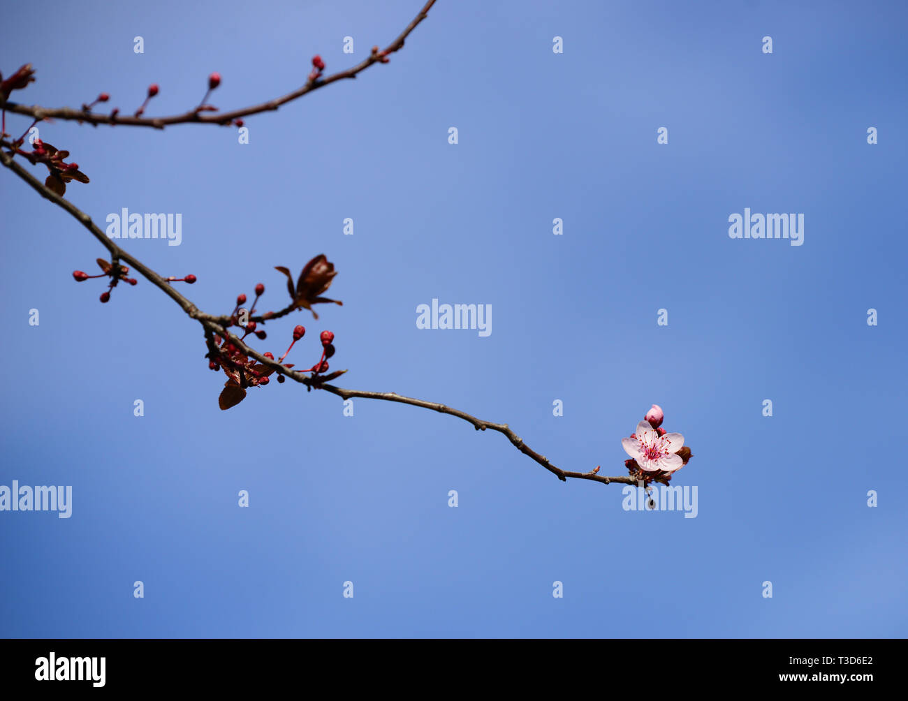 Baum Blüte Stockfoto