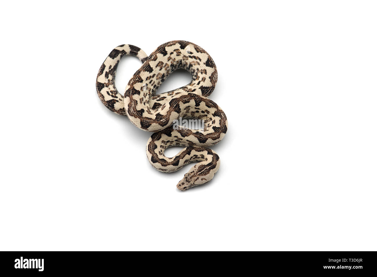 Die viper Boa auf weißem Hintergrund Stockfoto