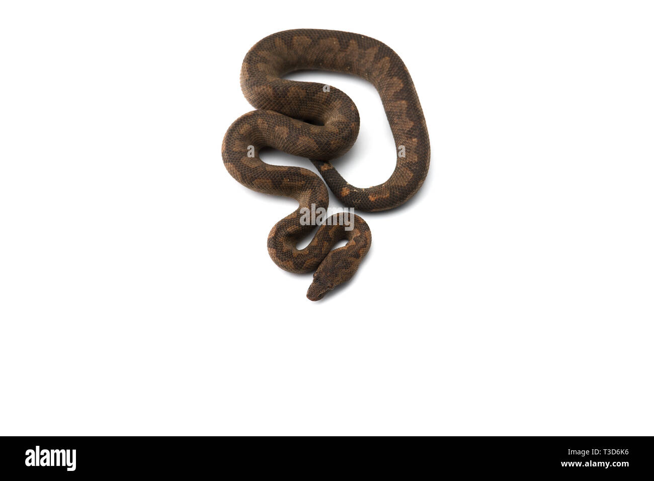 Die viper Boa auf weißem Hintergrund Stockfoto