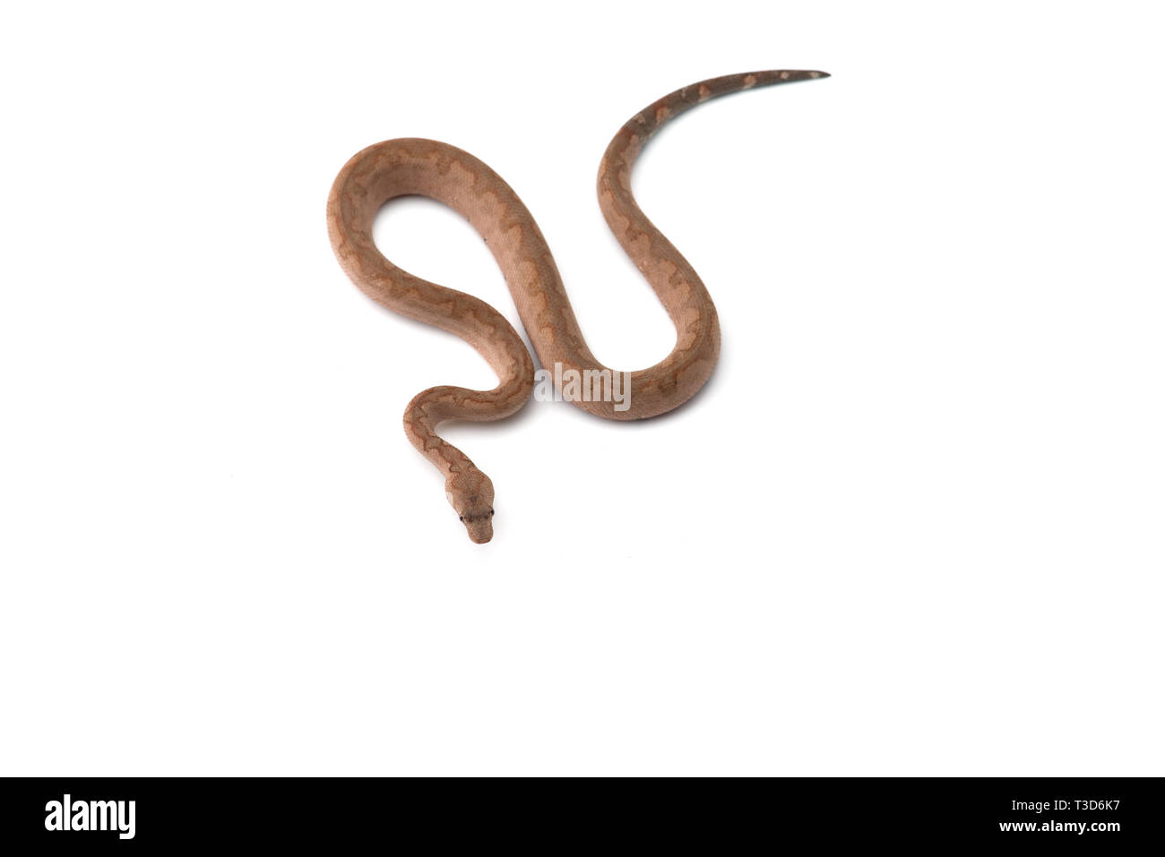 Die viper Boa auf weißem Hintergrund Stockfoto