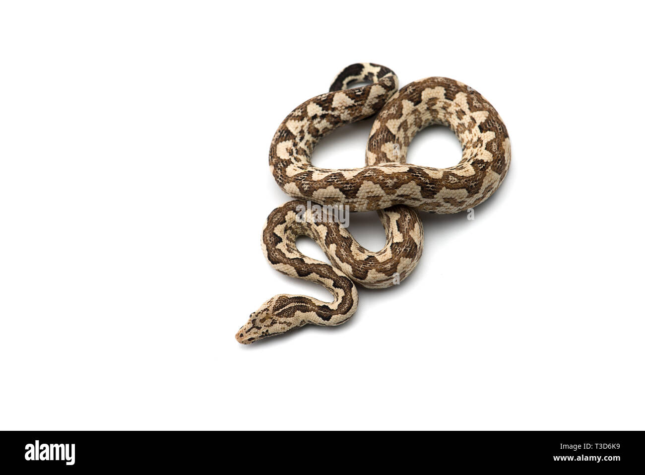 Die viper Boa auf weißem Hintergrund Stockfoto