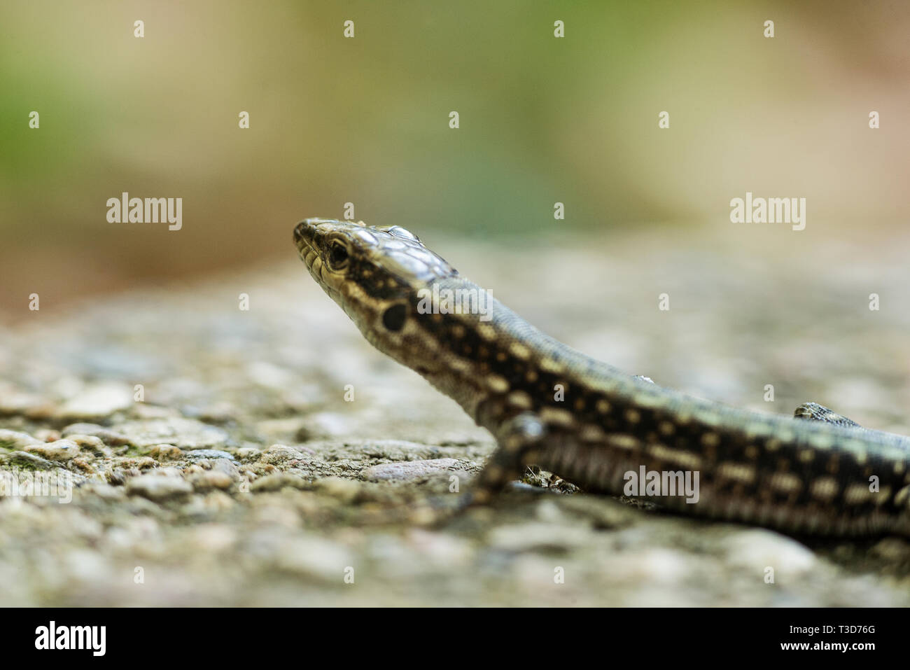 Nahaufnahme einer Eidechse auf einem Felsen. Stockfoto