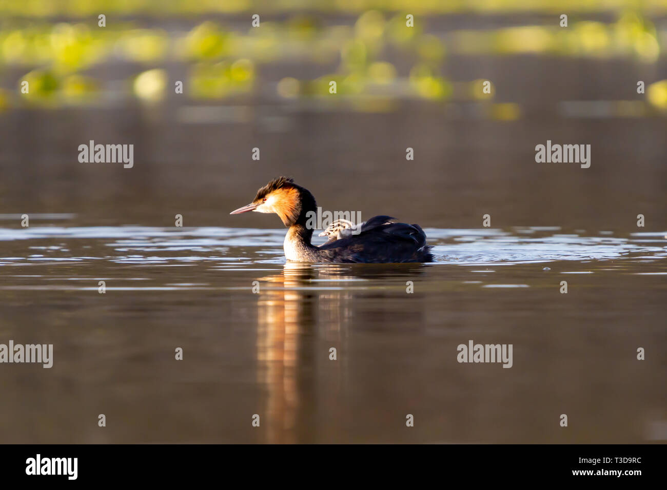 Farbe wildlife portrait Foto von Erwachsenen Haubentaucher (Podiceps cristatus) mit Küken auf dem Rücken beim Schwimmen auf dem Wasser. Auf Hatchpond getroffen, Stockfoto