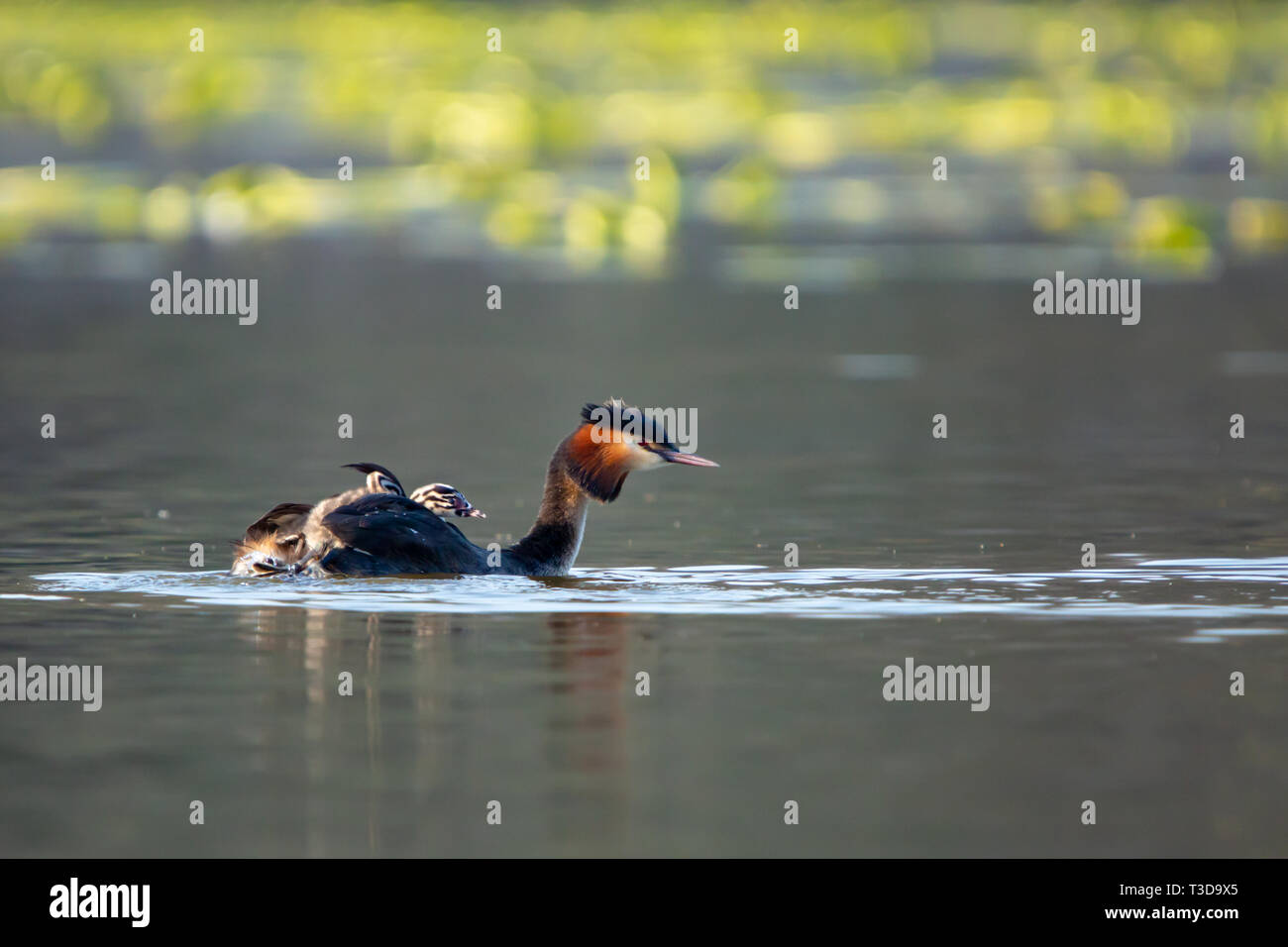 Farbe wildlife portrait Foto von Erwachsenen Haubentaucher (Podiceps cristatus) mit Küken auf dem Rücken beim Schwimmen auf dem Wasser. Auf Hatchpond getroffen, Stockfoto