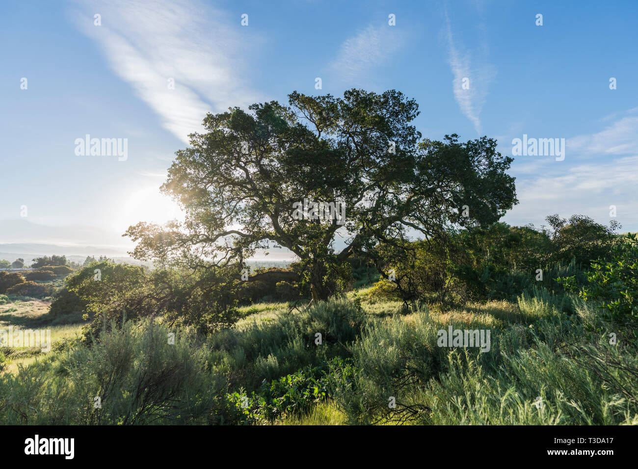 Am frühen Morgen Blick auf native Kalifornien Eiche Baum auf Hügel bei Santa Susana Pass State Historic Park in San Fernando Valley Gegend von Los Angeles. Stockfoto