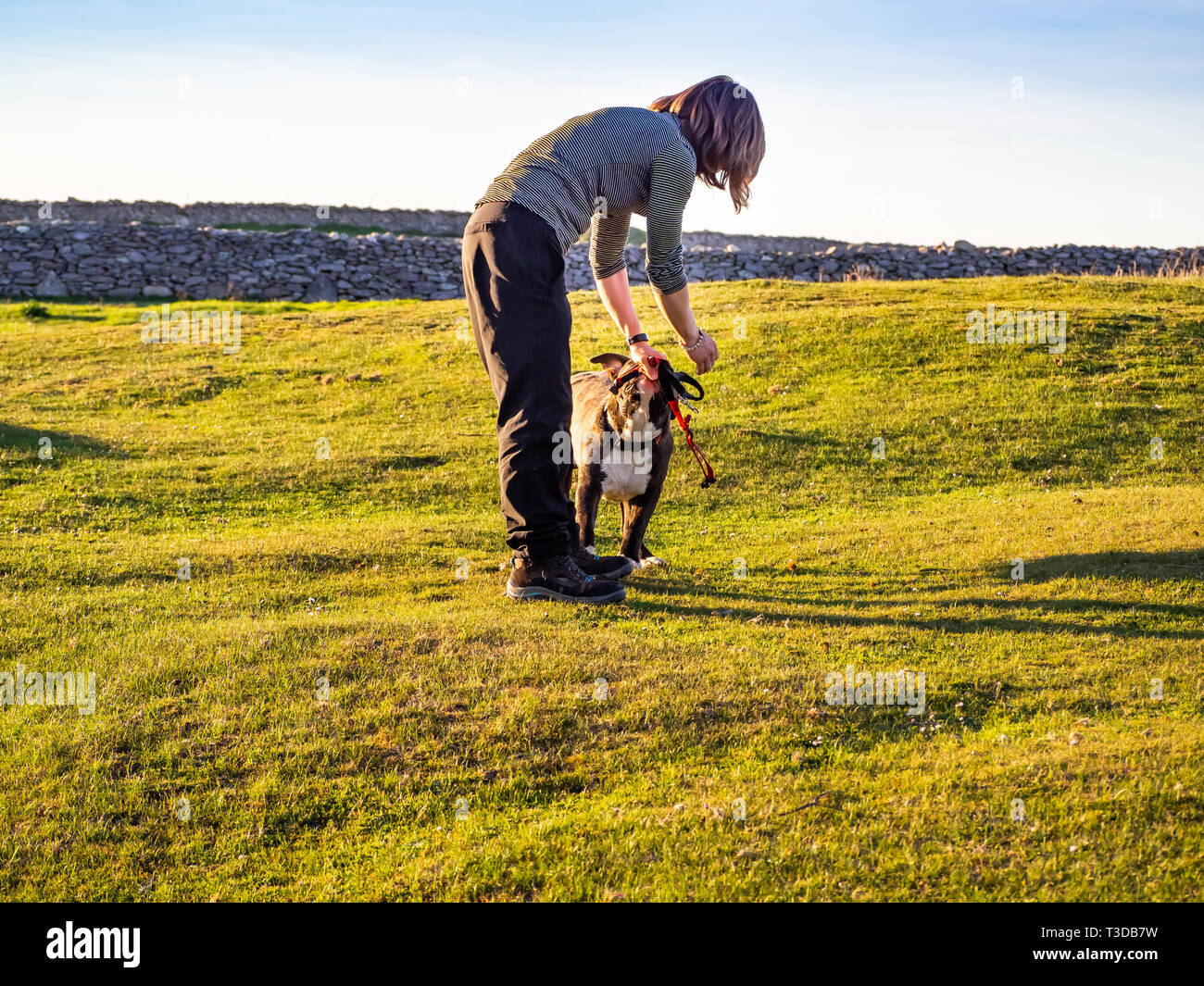 Eine erwachsene Frau mit einen jungen Hund der Rasse American Staffordshire in der Landschaft im Frühling Stockfoto