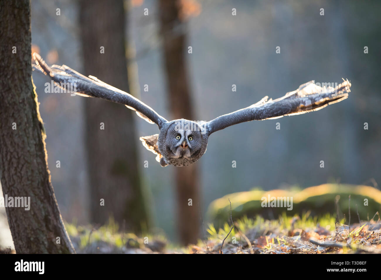 , Bartkauz Strix nebulosa, Bartkauz Stockfoto