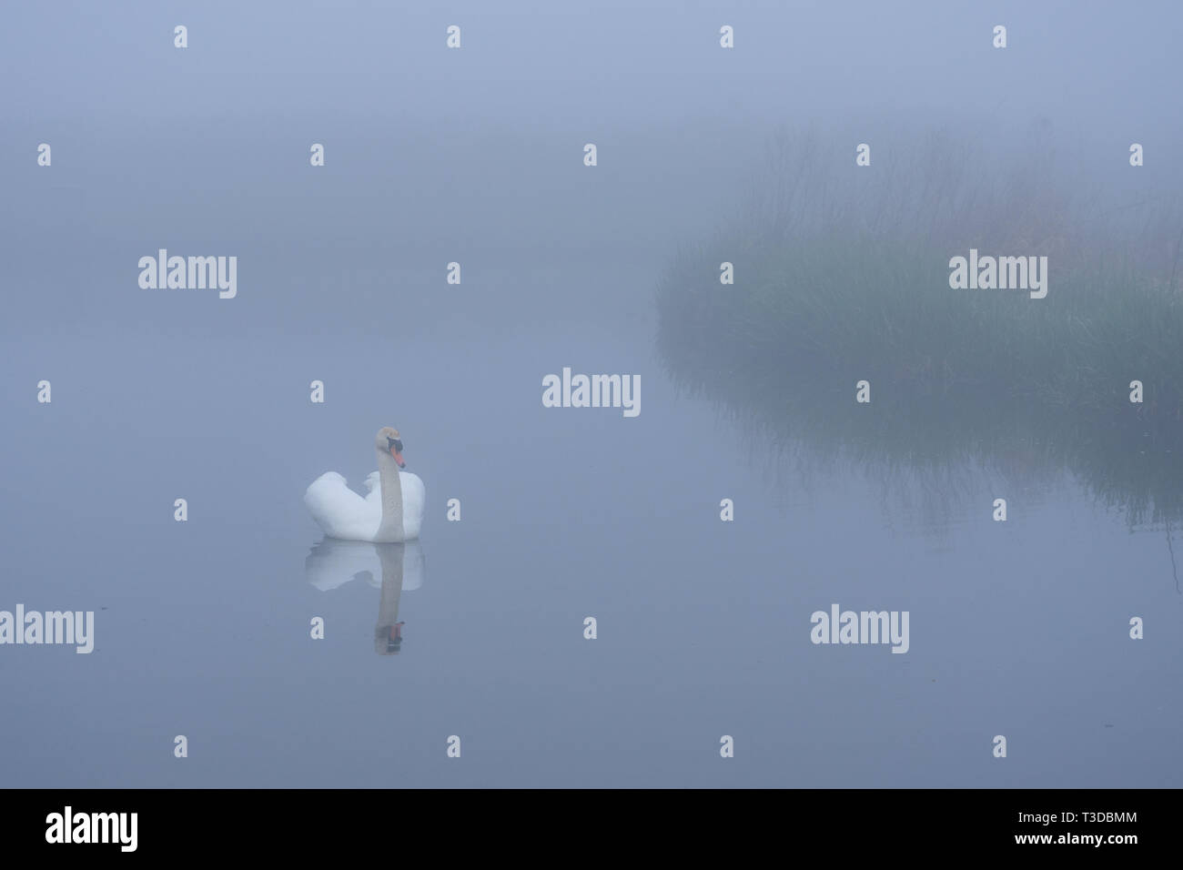 Swan friedlich Gleiten durch Morgennebel Stockfoto