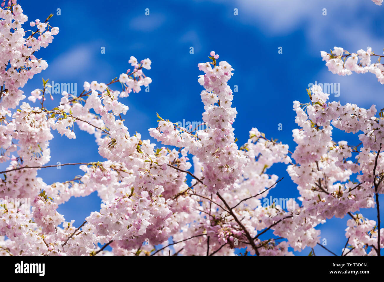 Kirschblüten im 2019 Richmond Cherry Blossom Festival in Steveston, British Columbia. Stockfoto