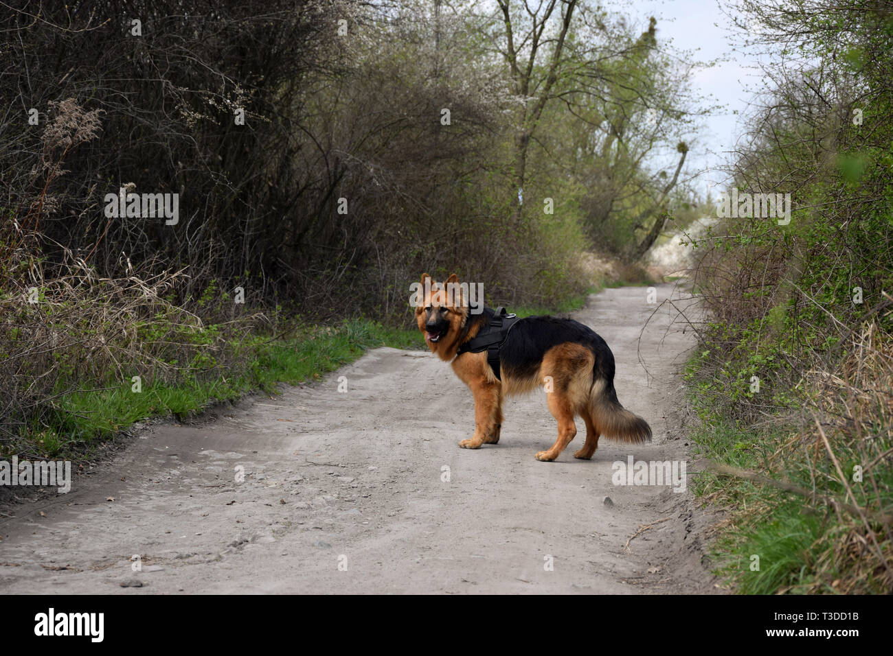 Deutscher Schäferhund auf die schmutzige Straße. Frühling, Polen. Stockfoto