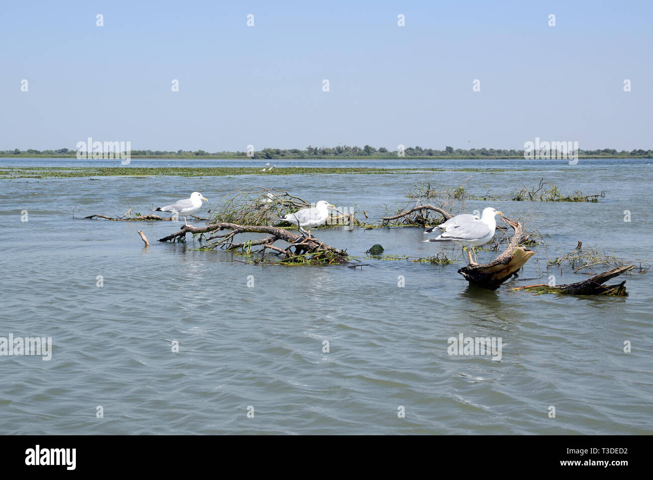 Mediterrane Möwe auf eine Filiale im Fortuna See (Lacul Furtuna). Donaudelta, Rumänien. Stockfoto