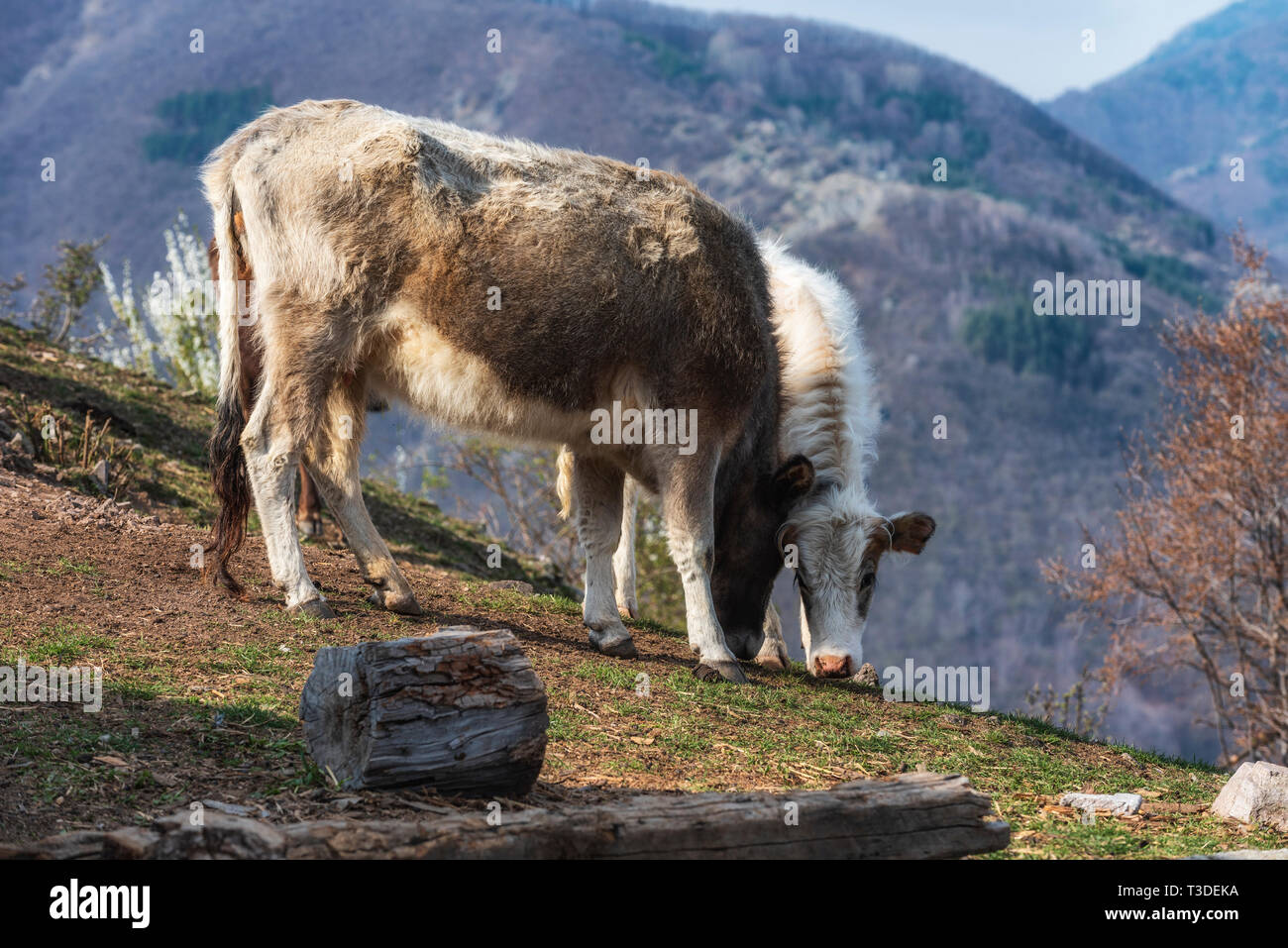 Die Feder in die Berge, Kühe auf der grünen Wiese, Weide Stockfoto