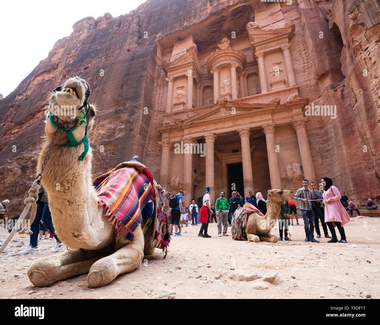 Kamele warten für touristische Kunden an der Staatskasse (Al Khazneh), Petra, Jordanien, UNESCO Weltkulturerbe Stockfoto