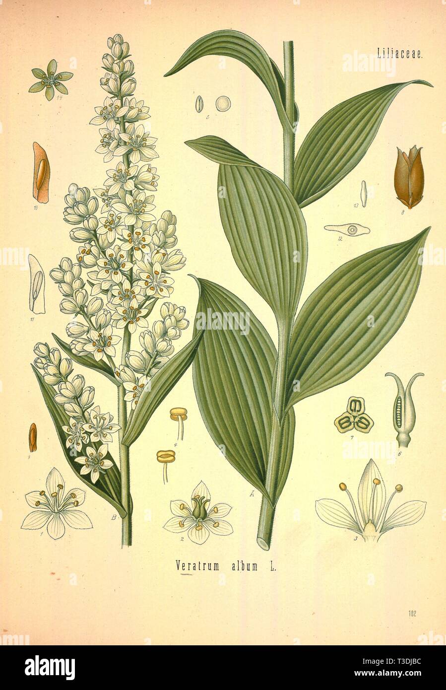 Schöne vintage Hand gezeichneten Abbildungen von Pflanzen und Blumen aus alten Buch. Kann als Poster oder dekoratives Element für den Innenausbau verwendet werden. Stockfoto