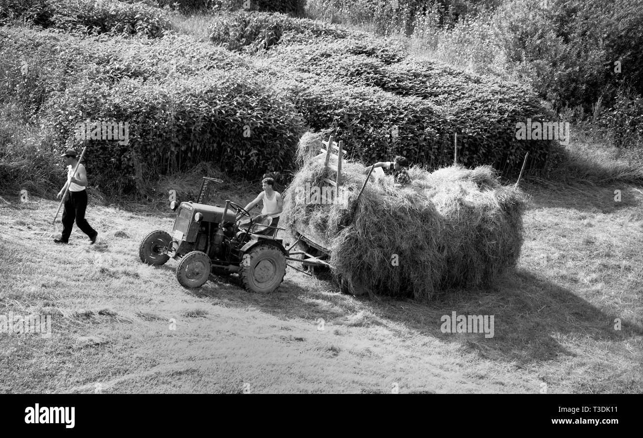 Landwirte, Heuernte 1950 s Stockfoto