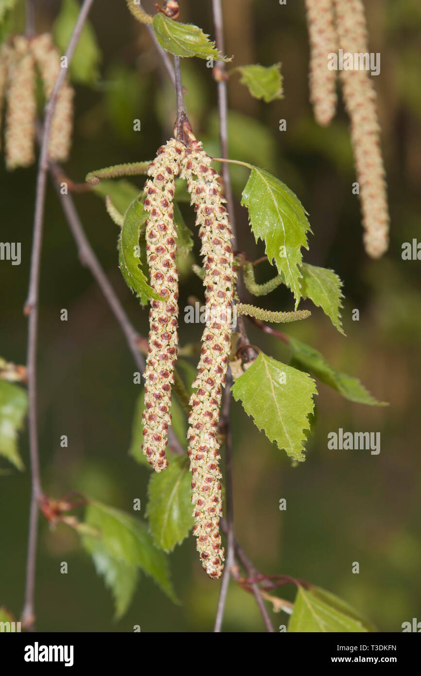 Birkenpollen, Deutschland Stockfoto