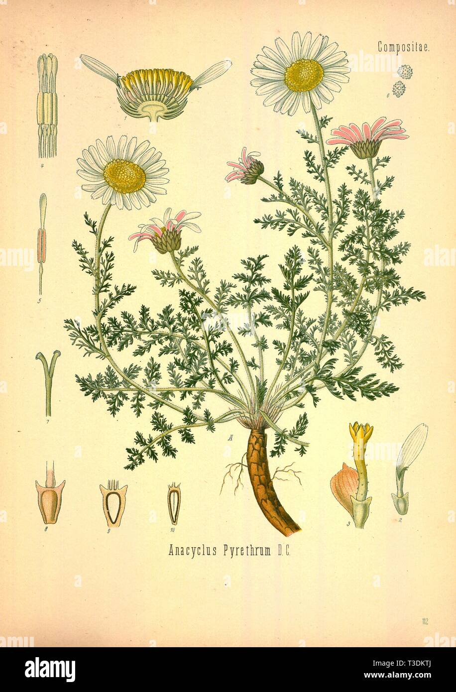Schöne vintage Hand gezeichneten Abbildungen von Pflanzen und Blumen aus alten Buch. Kann als Poster oder dekoratives Element für den Innenausbau verwendet werden. Stockfoto