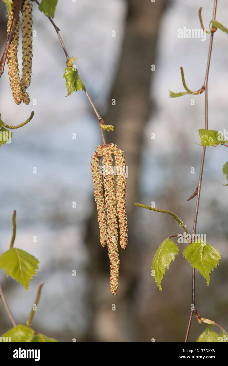 Birkenpollen, Deutschland Stockfoto