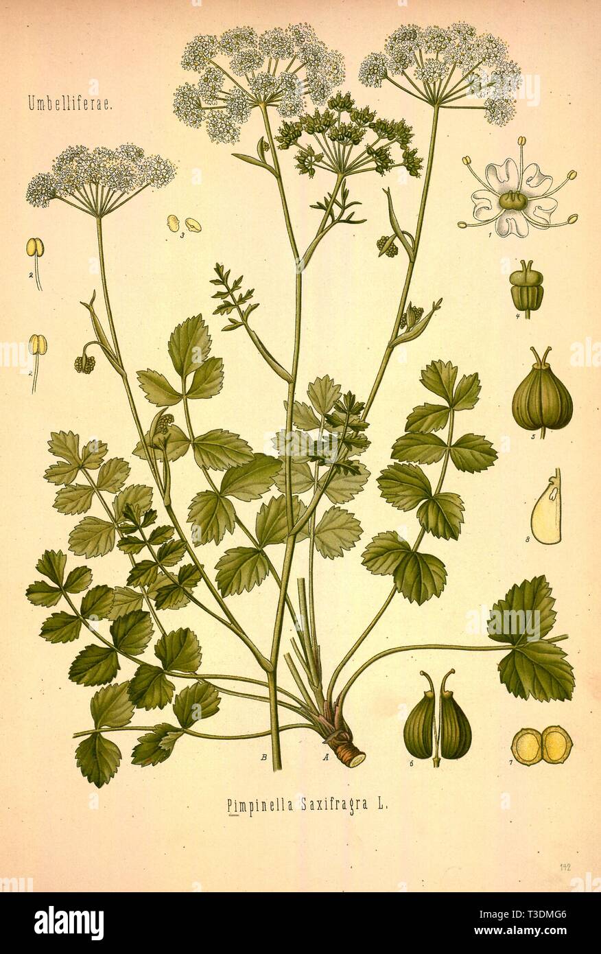 Schöne vintage Hand gezeichneten Abbildungen von Pflanzen und Blumen aus alten Buch. Kann als Poster oder dekoratives Element für den Innenausbau verwendet werden. Stockfoto