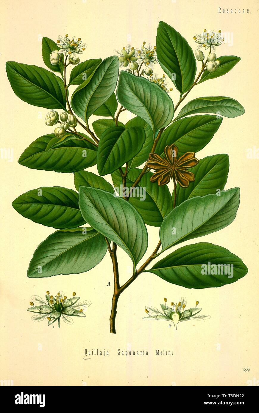 Schöne vintage Hand gezeichneten Abbildungen von Pflanzen und Blumen aus alten Buch. Kann als Poster oder dekoratives Element für den Innenausbau verwendet werden. Stockfoto