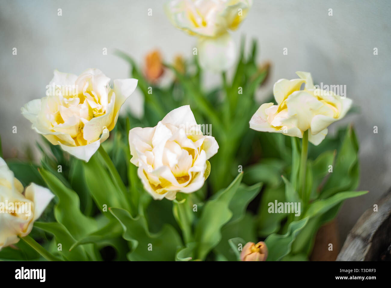 Gelb/Creme double-headed Tulpen, River Cottage Garten, Park Farm, Axminster, Devon, Großbritannien Stockfoto