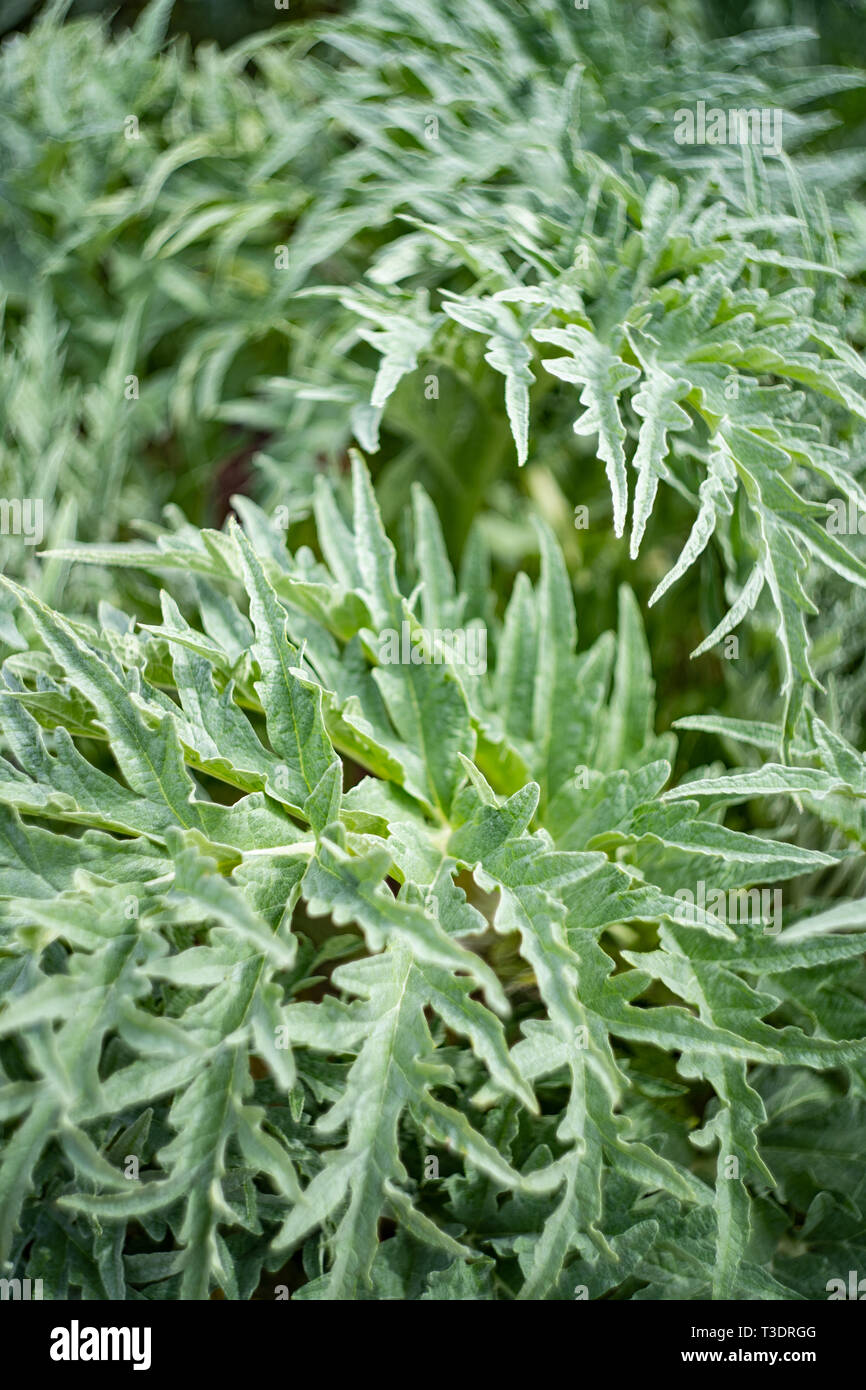 Artischocke (Cynara Cardunculus), Großbritannien Stockfoto