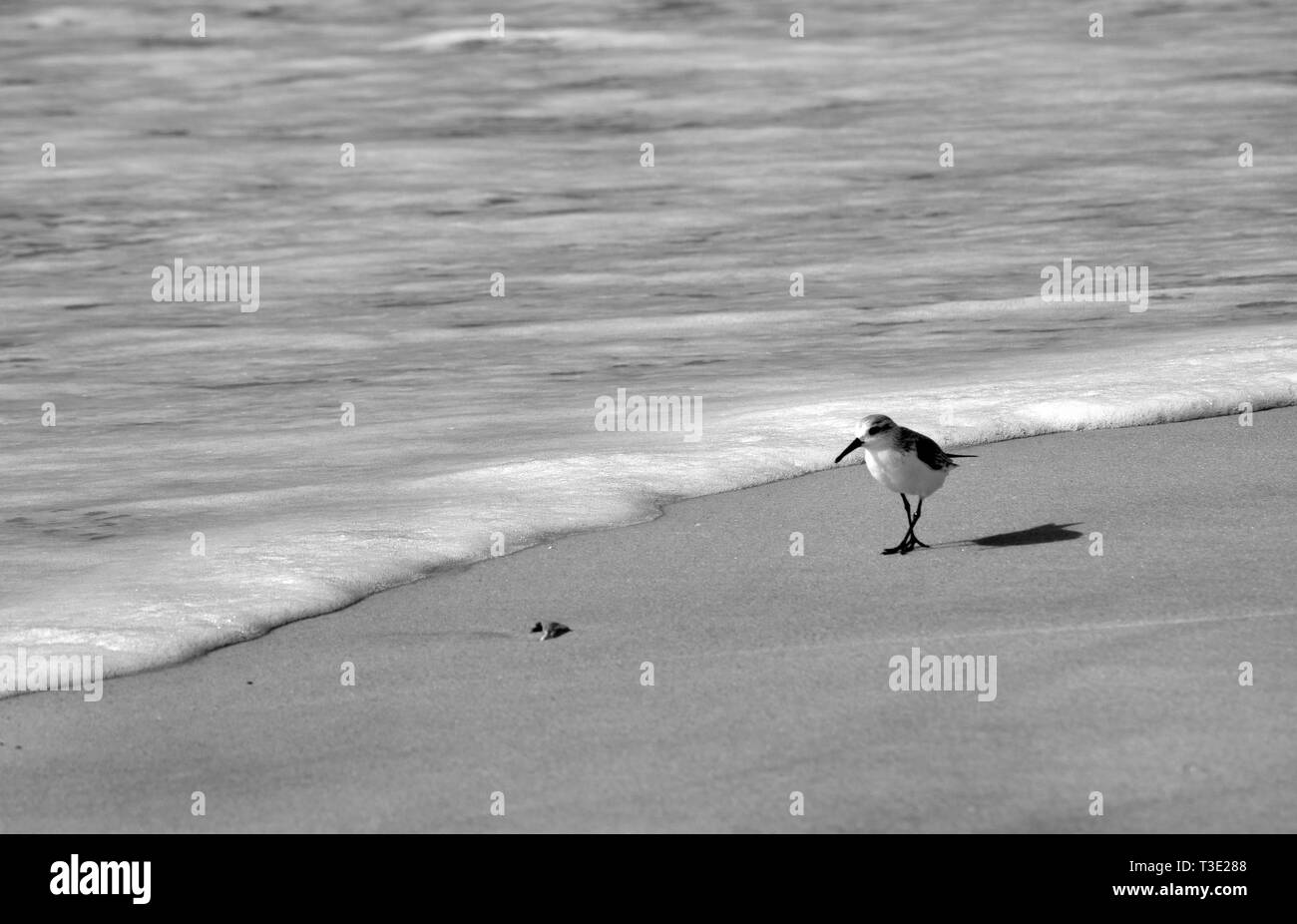 Ein laughing gull Spaziergänge entlang des Surfen auf Dauphin Island in Alabama Dez. 4, 2011. Stockfoto