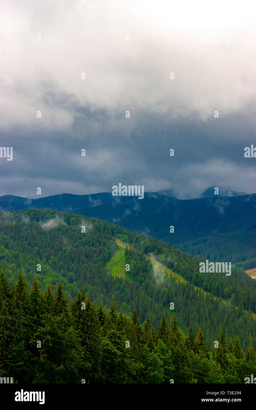 Schöne Carpathian Forest nach dem Regen Stockfoto