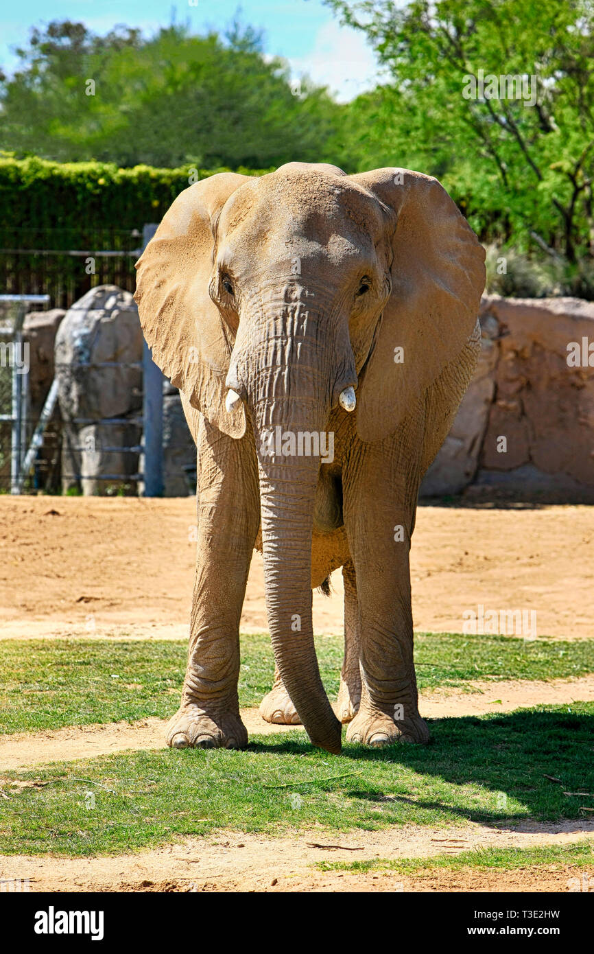 Familie der Afrikanischen Elefanten in der Reid Park Zoo in Tucson Arizona Stockfoto