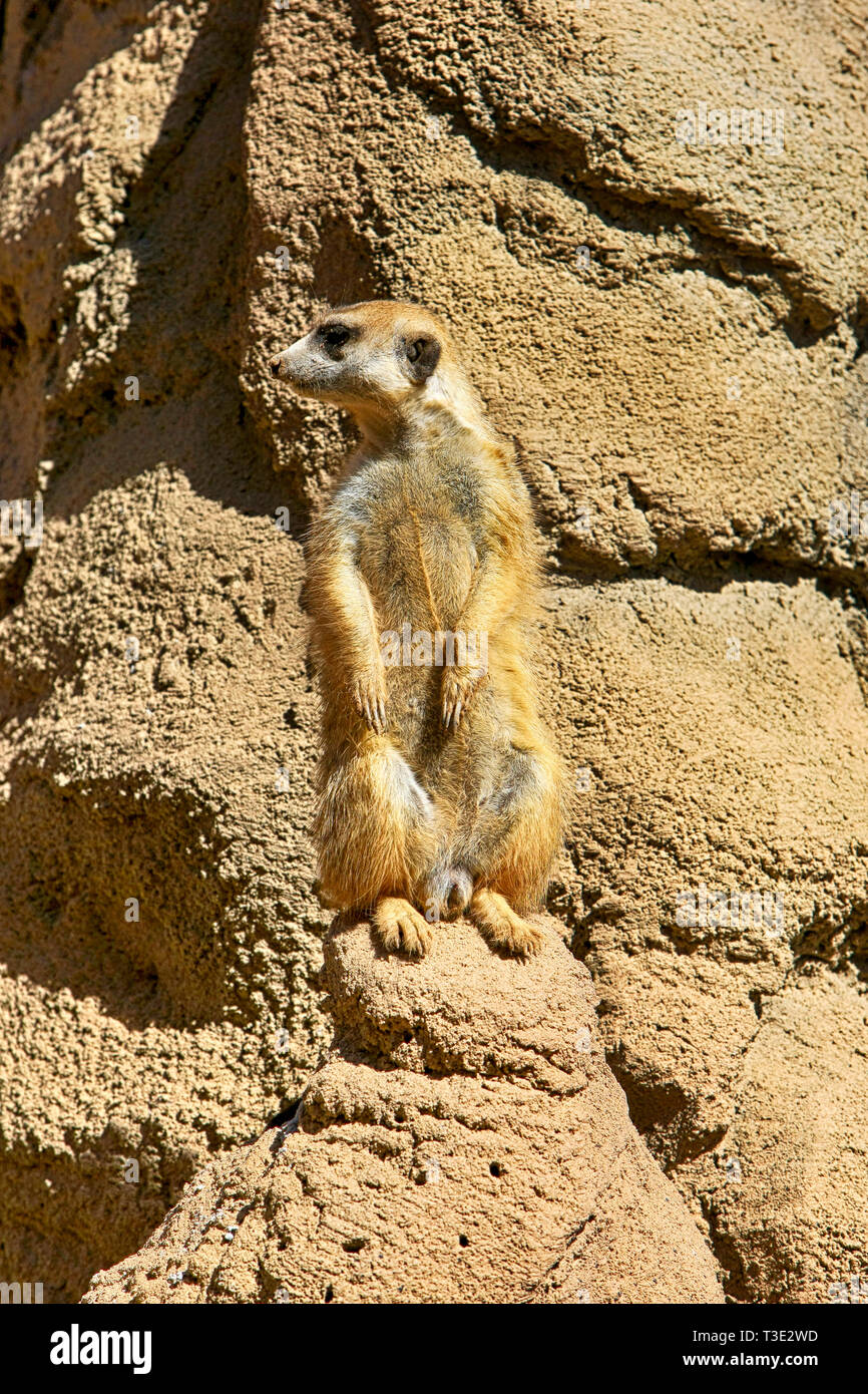 Erdmännchen auf Ausblick im Reid Park Zoo in Tucson AZ Stockfoto