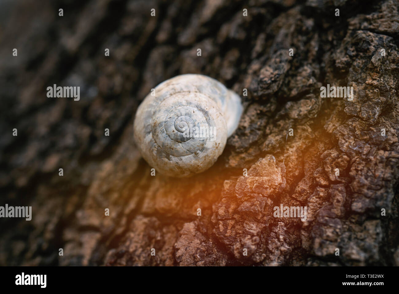 Schnecken klettern auf den Baum. Schnecke auf dem Baum im Garten. Schnecke Dahingleiten auf dem nassen Holz- Textur. Lateinischer Name: Arianta arbustorum. Stockfoto