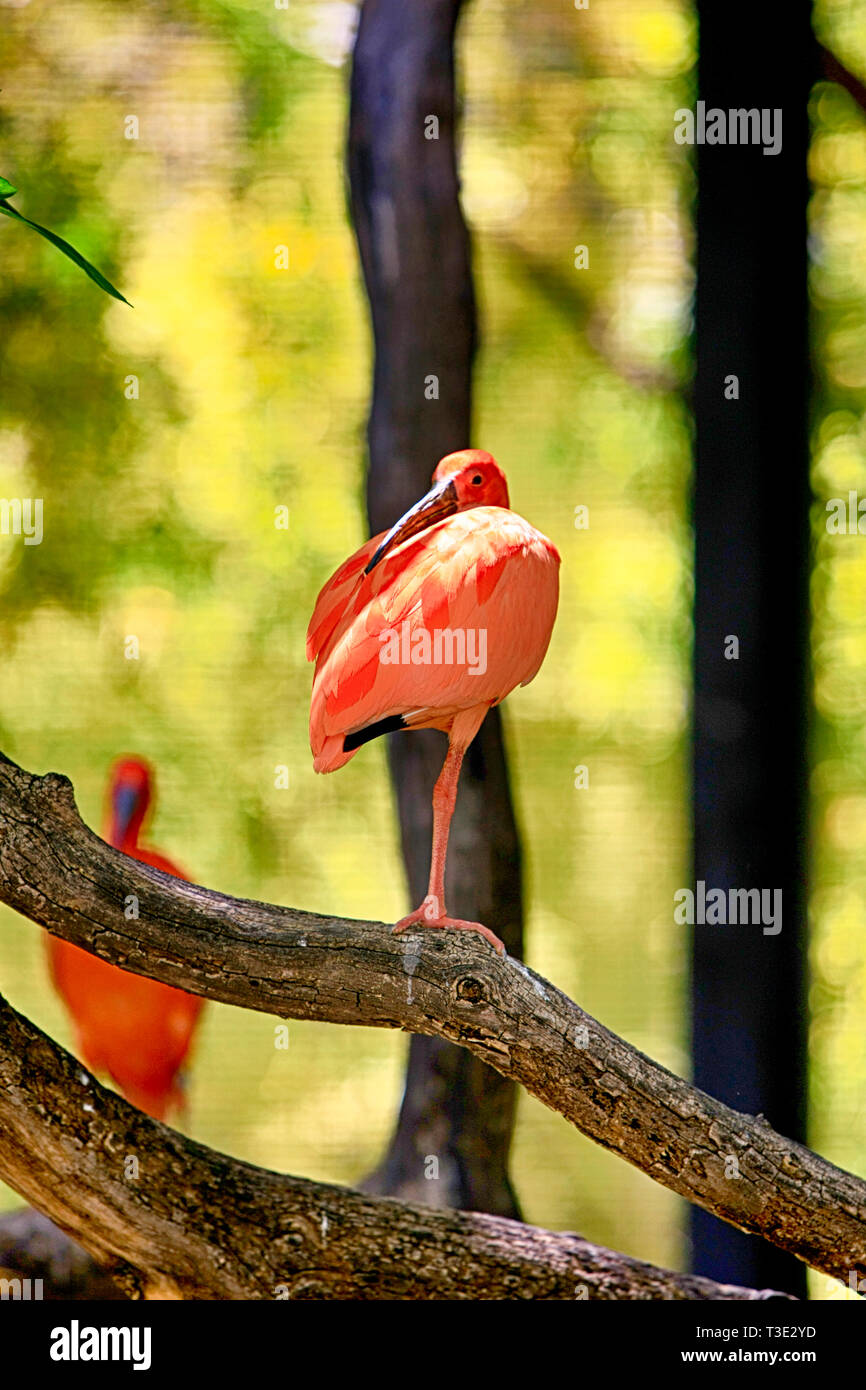 Scarlet Ibis Vogel am Reid Park Zoo in Tucson, AZ Stockfoto