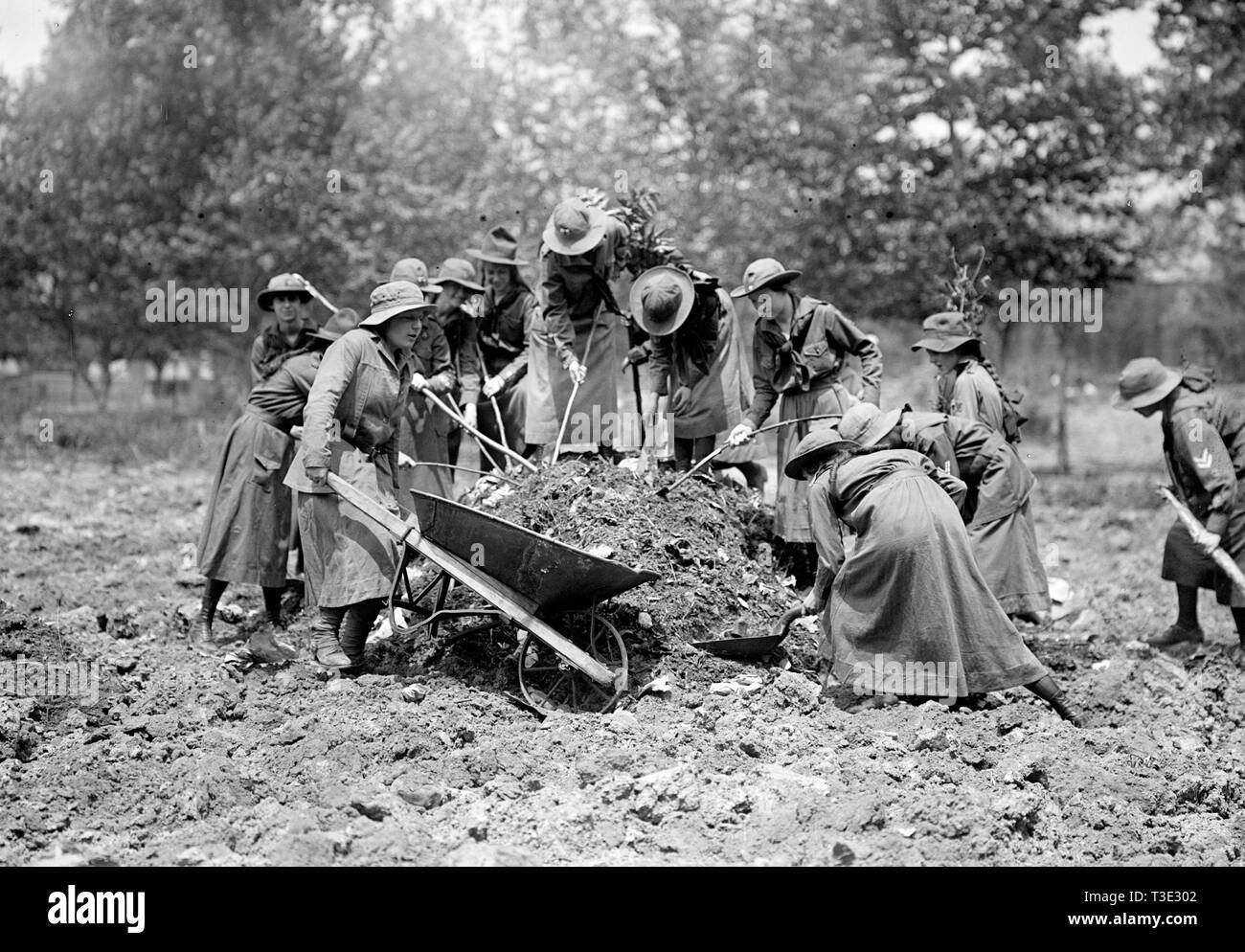 Pfadfinder im Garten arbeiten kann. 1917 Stockfoto