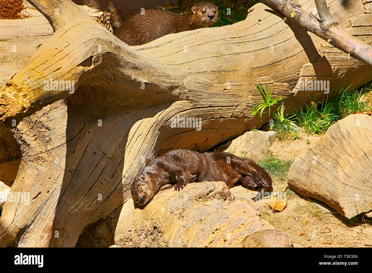 Otter am Reid Park Zoo in Tucson Arizona Stockfoto