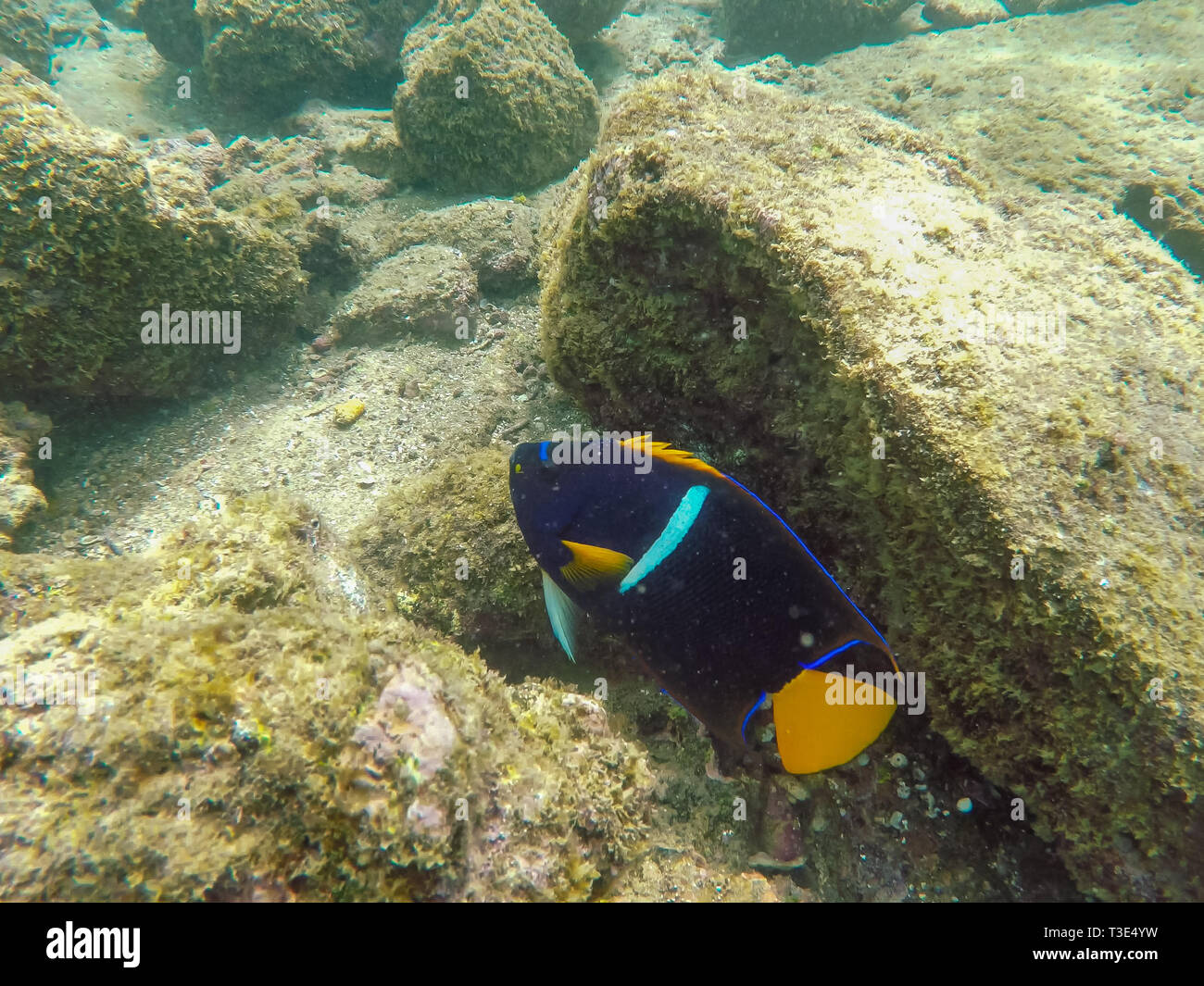 Unterwasser Schuß eines Königs angelfish bei Isla bartolome auf Galapagos Stockfoto