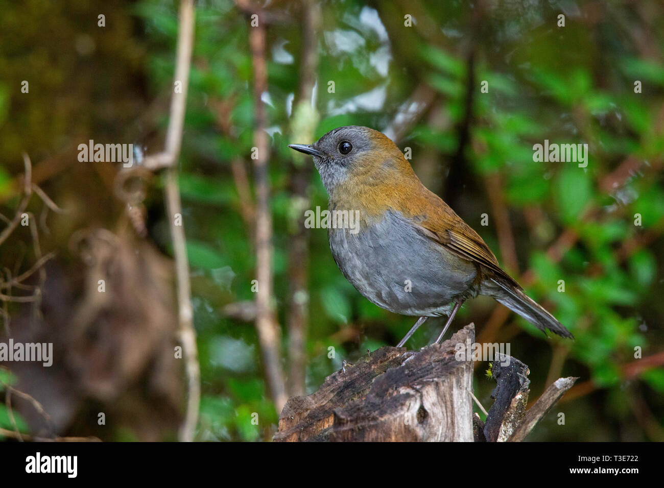 Schwarz-billed Nightingale-Thrush Catharus gracilirostris Cerro de La Muerte, Costa Rica, 21. März 2019 Nach Turdidae Stockfoto