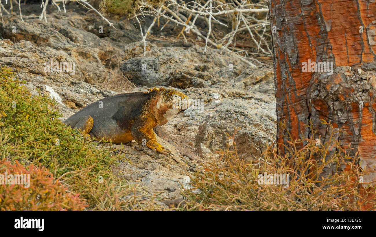 Seite Blick auf ein Land Leguan und Opuntia Kakteen Baumstamm in South Plazas Stockfoto