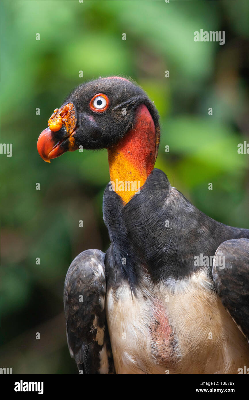 King Vulture Sarcoramphus papa Pital, Provinz Alajuela, Costa Rica 16 März 2019 Erste grundlegende Gefieder Cathartidae Stockfoto