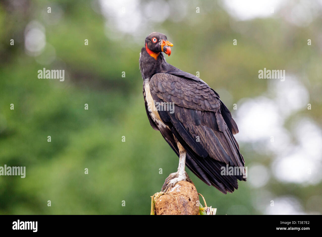 King Vulture Sarcoramphus papa Pital, Provinz Alajuela, Costa Rica, 17. März 2019 Erste grundlegende Gefieder Cathartidae Stockfoto