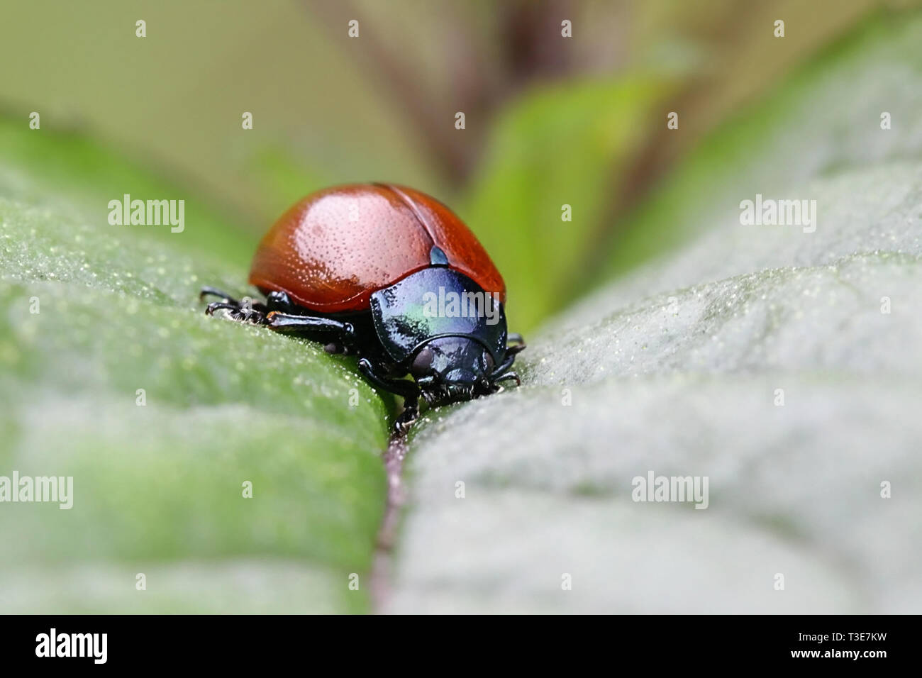 Breitschultrig Getreidehähnchen, Chrysomela populi Stockfoto