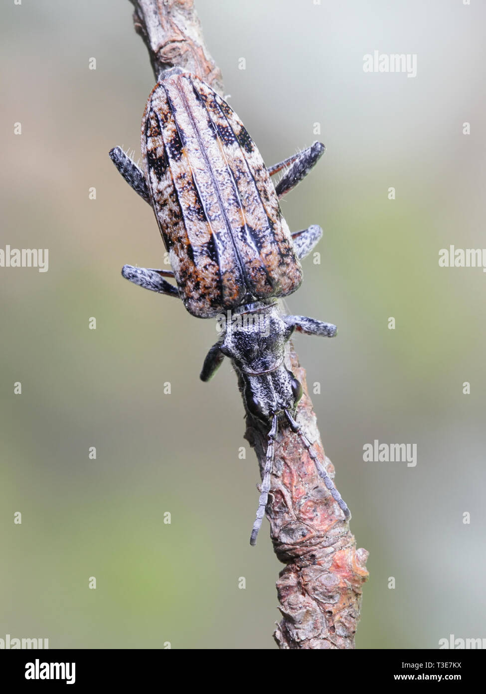 Gerippte kiefer Borer, Rhagium inquisitor Stockfoto