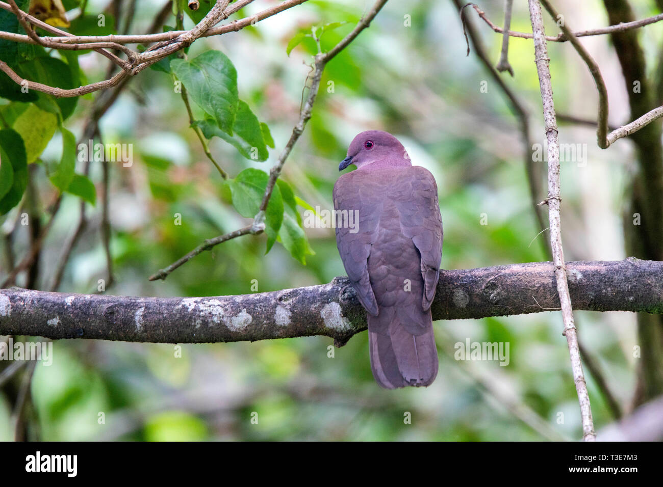 Short-billed Pigeon Patagioenas nigrirostris Arenal Observatory Lodge, Provinz Alajuela, Costa Rica, 15. März 2019 Erwachsene Columbidae Stockfoto