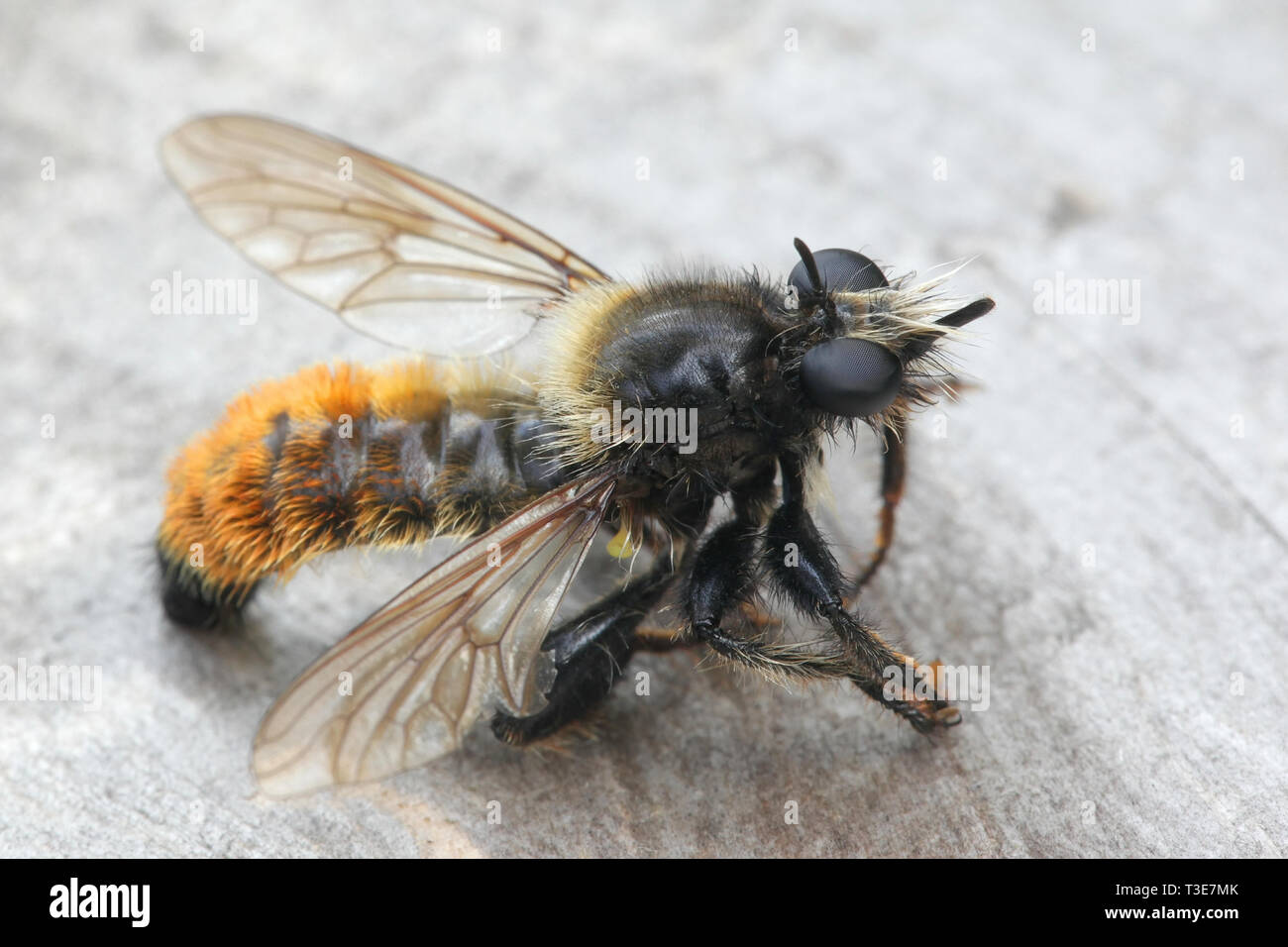 Laphria flava, die Hummel robberfly robberfly, Gelb oder Gelb assassin Fliegen Stockfoto