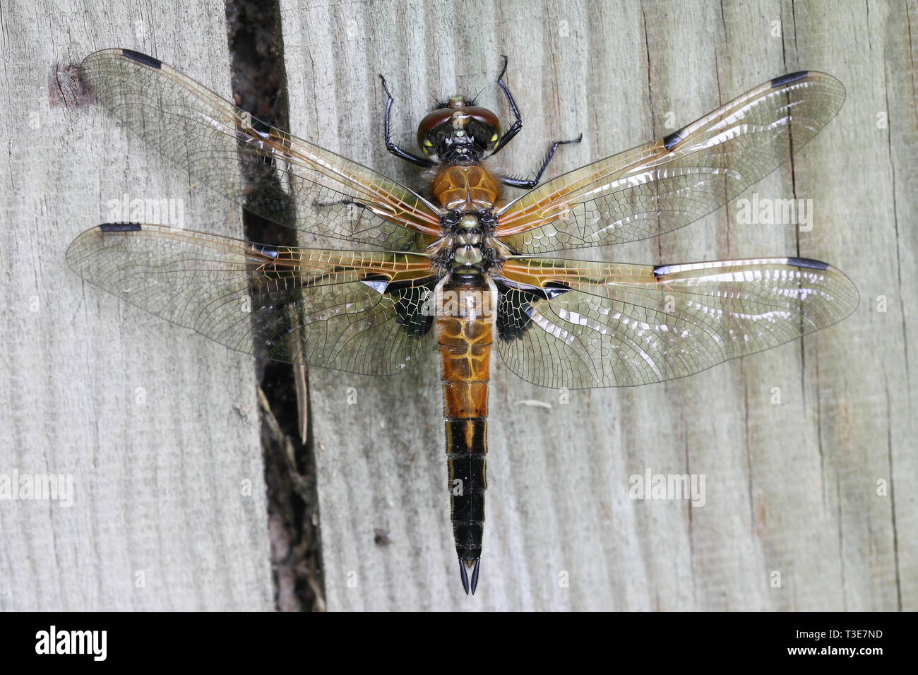 Gerade geschlüpft 4-Chaser Libellula quadrimaculata gesichtet, auch als die vier - Skimmer beschmutzt, seine Flügel trocknen vor dem ersten Flug bekannt Stockfoto