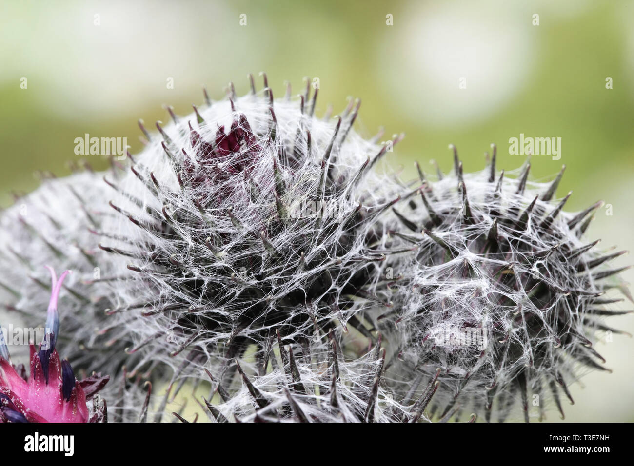 Blumen von Arctium tomentosum, allgemein als das wollige Klette oder downy Klette bekannt Stockfoto