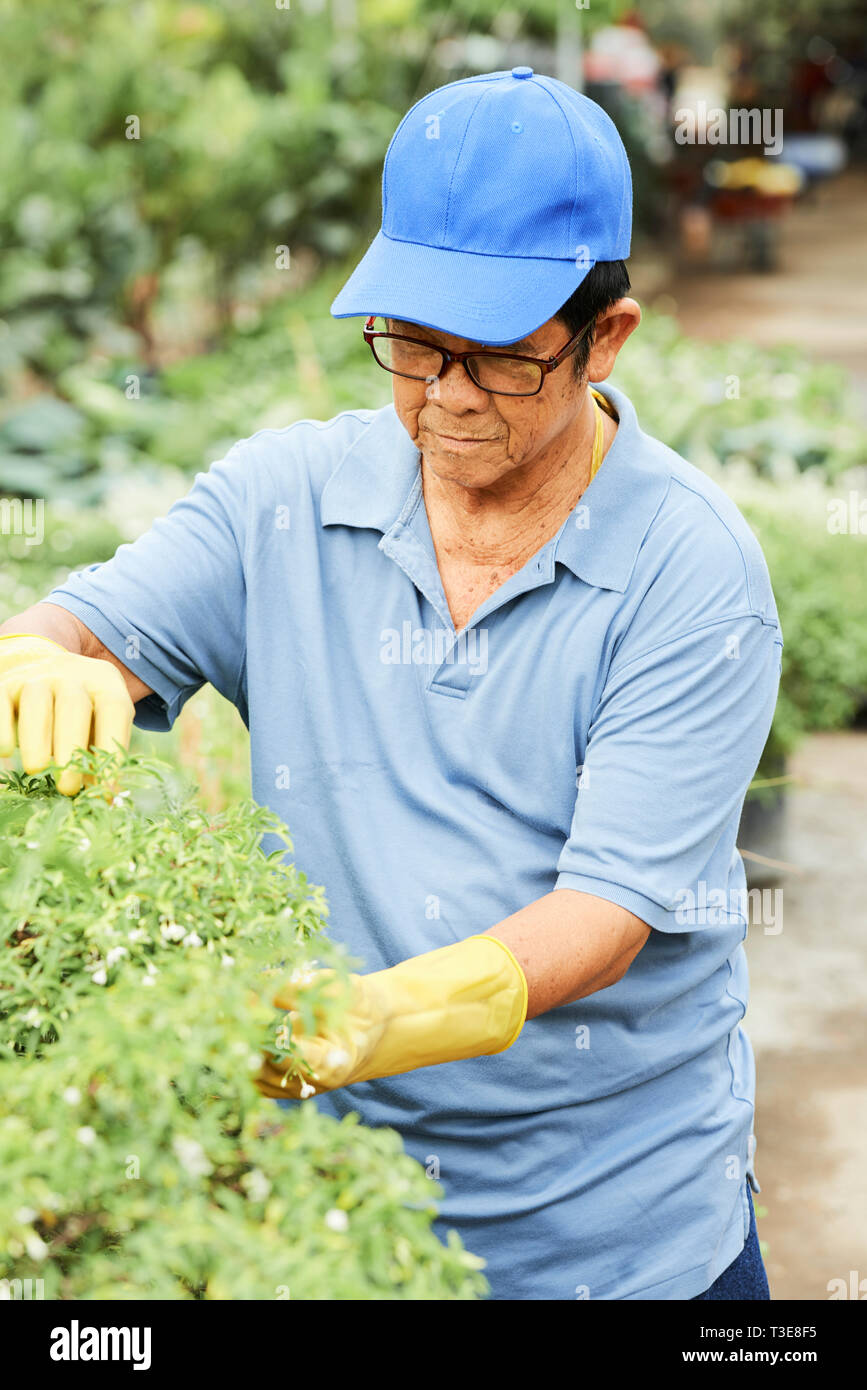 Gärtner Tomaten Buchsen prüfen. Stockfoto